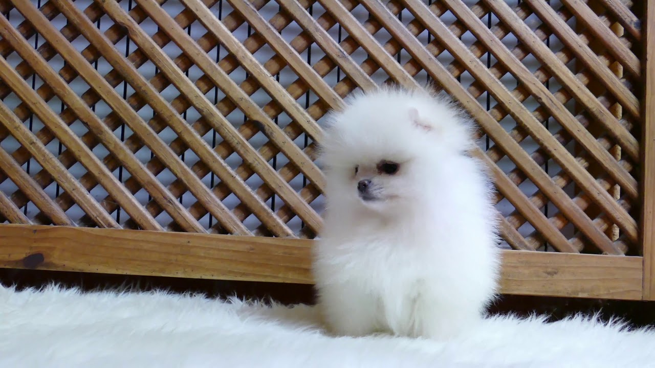 Pomerania Blanco Corte De Pelo Pomerania Paso A Paso Cachorros En Venta En  Guernica-Luno, Vizcaya, image size:1280x720