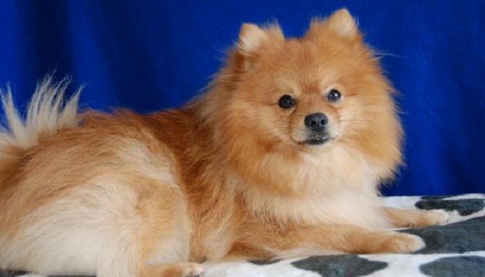 Pomerania Spitz perro toy canino