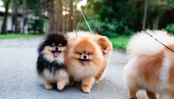 perro mini toy canino esperanza de vida del pomerania
